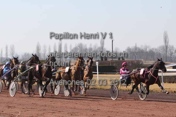 Papillon Henri V 1 prot